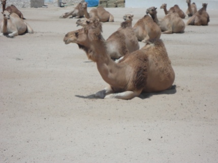 Lazy camels